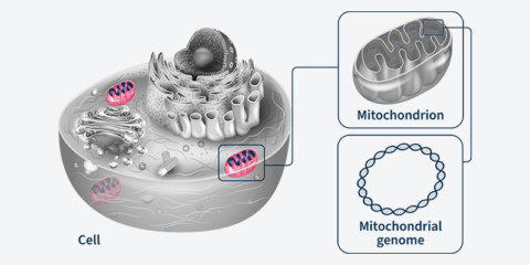 Continuing to crack the mitochondrial genetic code